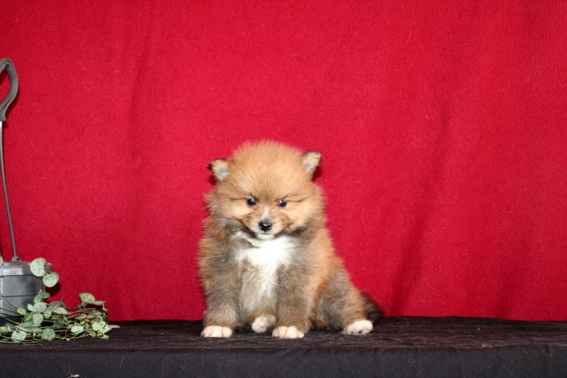 puppy, for, sale, Pomeranian, Matthew B. Stoltzfus, dog, breeder, Gap, PA, dog-breeder, puppy-for-sale, forsale, nearby, find, puppyfind, locator, puppylocator, aca